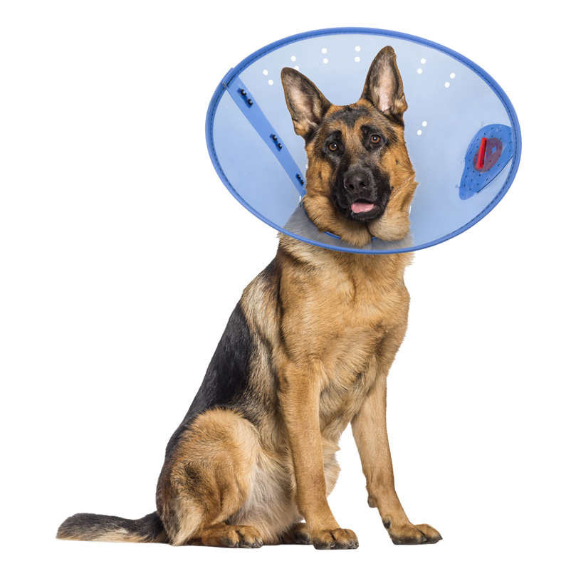 Calm Paws E-Collar, Extra Large, 12.25