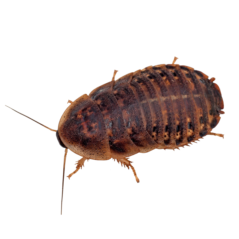 Dragon Lair Dubia Roaches, Small, 25 Count - Not Available For Delivery