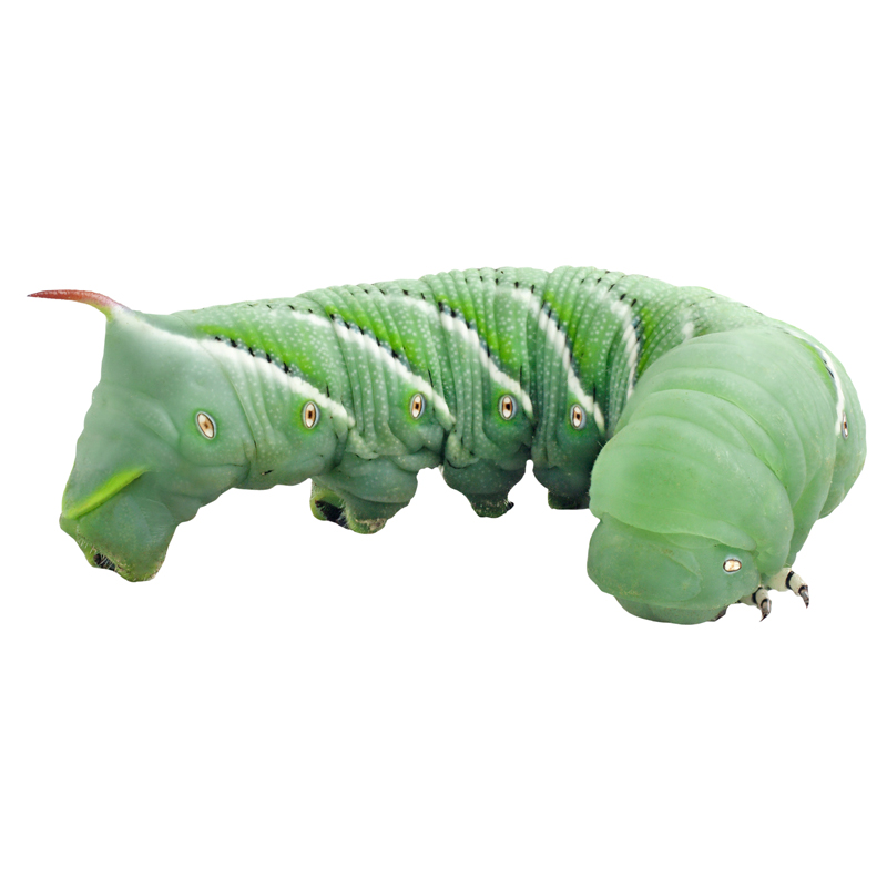 Top Hat Hornworms, 6 Count - Not Available For Delivery