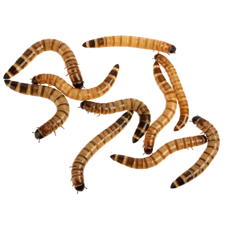 Top Hat Mealworms, 50 Count - Not Available For Delivery