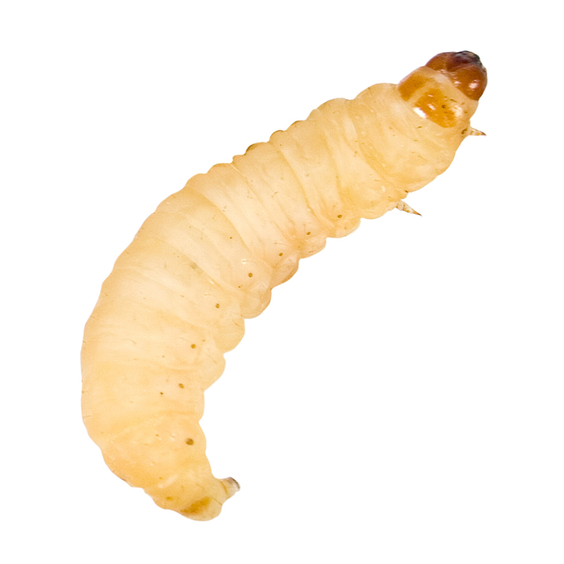 Top Hat Waxworms, 50 Count - Not Available For Delivery