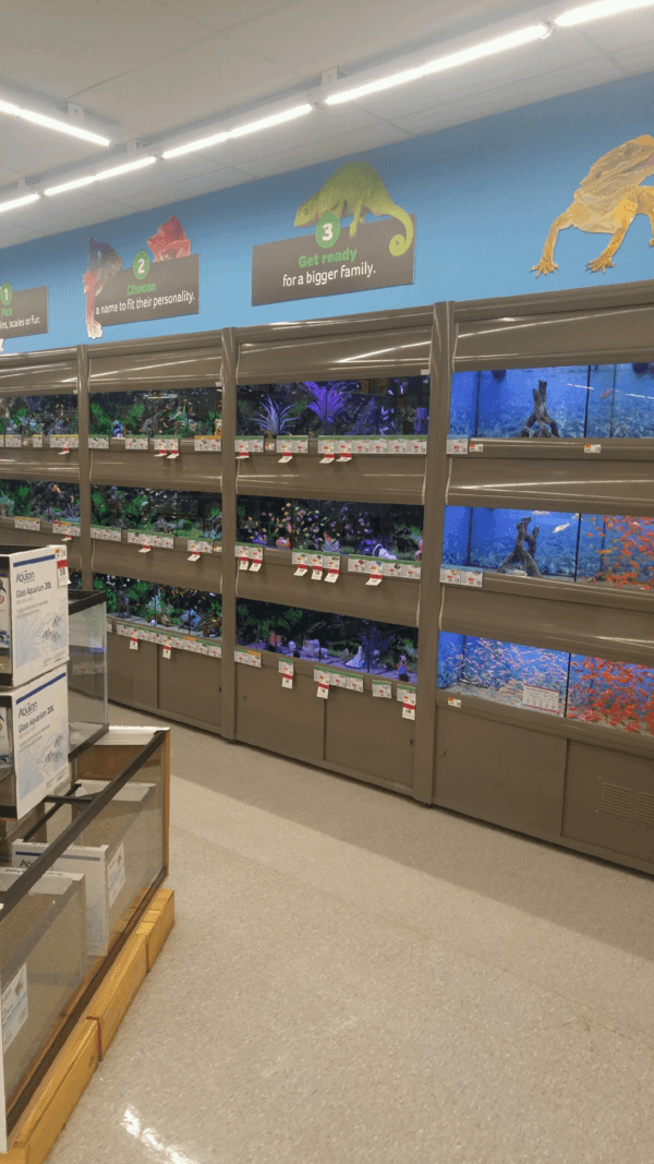 pet supplies plus delivery